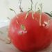 Домат покълна, не дочака да стане на салата
