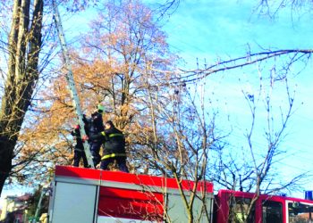 Пожарникари спасиха паун, кацнал на високо дърво