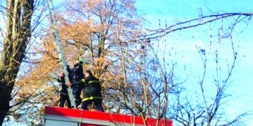 Пожарникари спасиха паун, кацнал на високо дърво