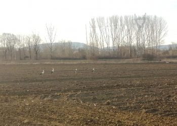 Щъркелите вече са тук!