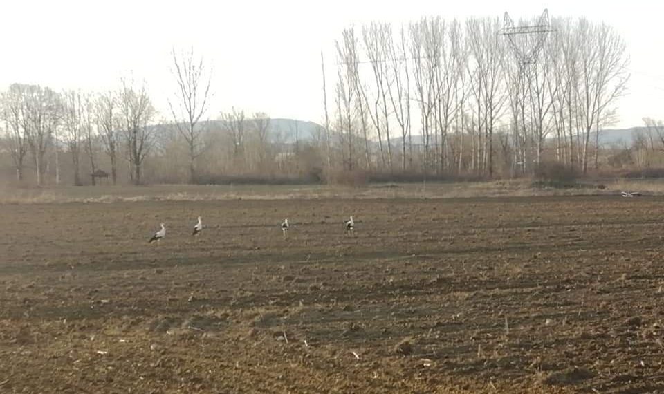 Щъркелите вече са тук!