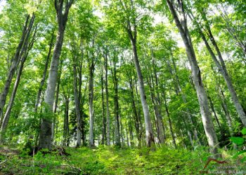 “Силата да помагаш”, кампания за залесяване на “Идеал Стандарт-Видима” АД