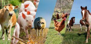 Нова наредба регламентира отглеждането на селскостопански животни на територията на община Севлиево