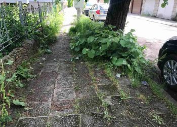 За съдбата на крайпътните дървета, недоволството на гражданите и отношението на Общината