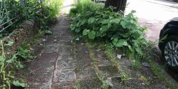 За съдбата на крайпътните дървета, недоволството на гражданите и отношението на Общината