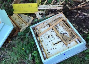 Мечки обикалят пчелини и гробища край Габрово