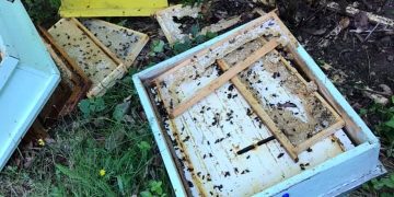 Мечки обикалят пчелини и гробища край Габрово