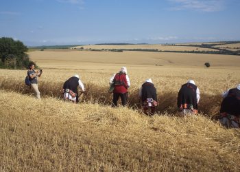 Откриха жътвената кампания в Крамолин по стар обичай