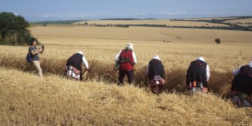 Откриха жътвената кампания в Крамолин по стар обичай