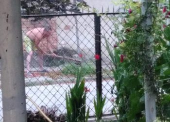 Дърветата по улиците в Севлиево – обичани и унищожавани, според личния интерес