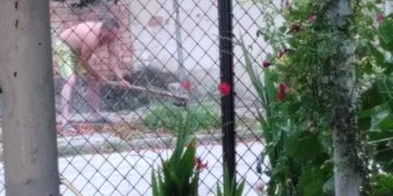 Дърветата по улиците в Севлиево – обичани и унищожавани, според личния интерес