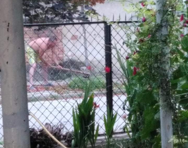 Дърветата по улиците в Севлиево – обичани и унищожавани, според личния интерес