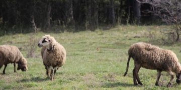 СЦДП – Габрово обучи експертите си относно болестта “Син език”