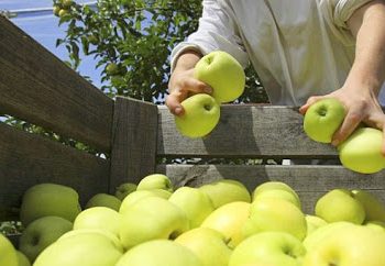 Производители на плодове и зеленчуци кандидатстват за финансиране на нови оперативни програми