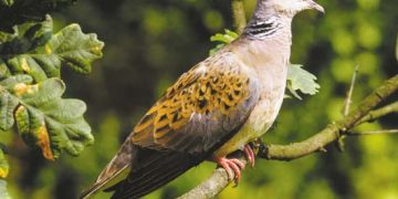 Намаляват наполовина лова на гургулица