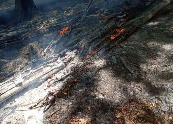 Светкавична реакция спаси от изпепеляване букова гора край с. Купен, Севлиевско