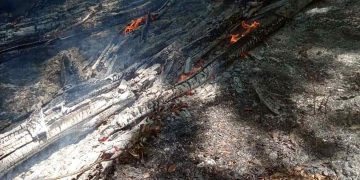 Светкавична реакция спаси от изпепеляване букова гора край с. Купен, Севлиевско