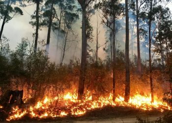 Как да действаме при горски пожар. Съветите на противопожарната служба