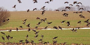 На 14 август откриват лова на птици