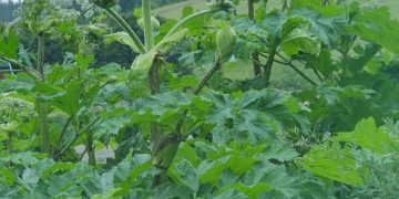 За опасни растения предупреди Българският червен кръст в Габрово