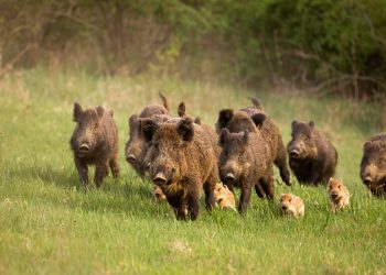 От 3 на 2 дни се намаляват седмичните излети за групов лов на дива свиня