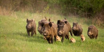 От 3 на 2 дни се намаляват седмичните излети за групов лов на дива свиня