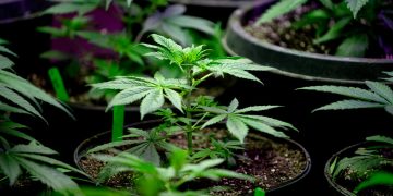 Условна присъда за “градинар”, отглеждал марихуана