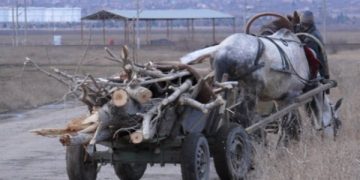 Незаконно добити дърва за огрев може да бъдат конфискувани