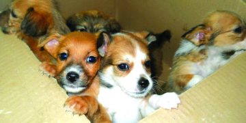 Над 100 бездомни кучета са били осиновени от приюта в Севлиево