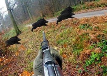 Стартът на ловния сезон – без нарушения