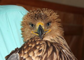 Простреляният царски орел ще живее, но със следи от човешката жестокост