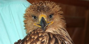 Простреляният царски орел ще живее, но със следи от човешката жестокост
