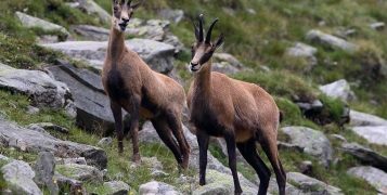 Застрашени диви кози – отстреляни и обезглавени от бракониери в парк “Централен Балкан”