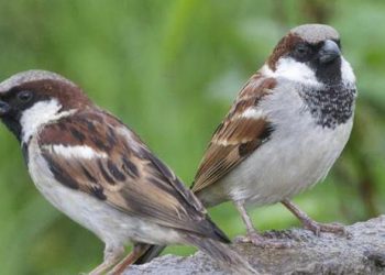 С 600 милиона по-малко днес са птиците в Европа