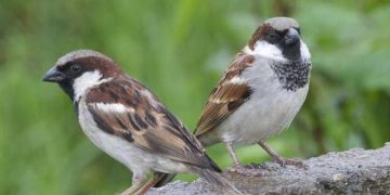 С 600 милиона по-малко днес са птиците в Европа