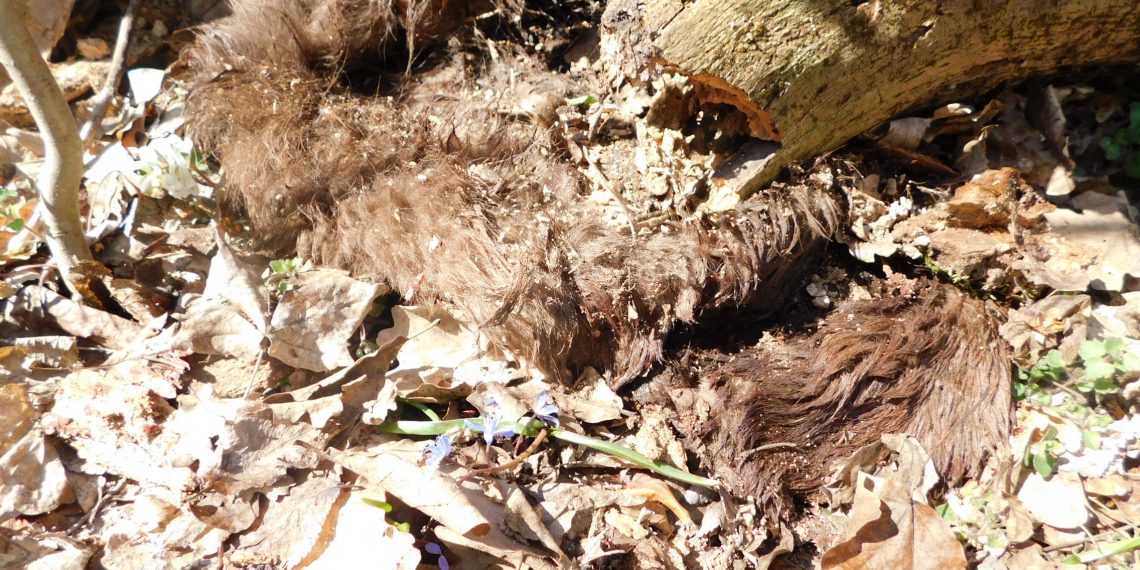 65 суджука от зубър вгорчиха живота на двама бракониери