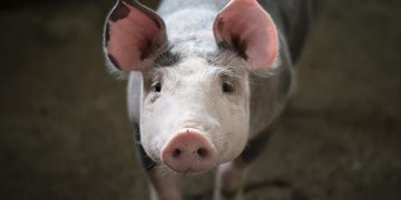 Отпаднаха ограниченията за България във връзка с класическата чума по свинете