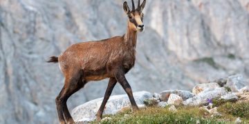 Бракониерски лов на дивa коза в Национален парк “Централен Балкан”