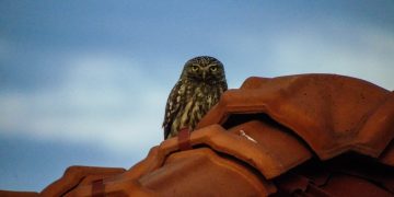 Обявиха победителите във фотоконкурса “Ежедневни чудеса”