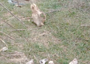 Животински кости и отпадъци пръснати из житните ниви край Богатово