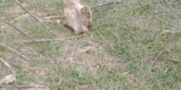 Животински кости и отпадъци пръснати из житните ниви край Богатово