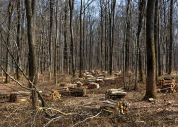 Близо 20 000 проверки извършиха горските инспектори през месец януари