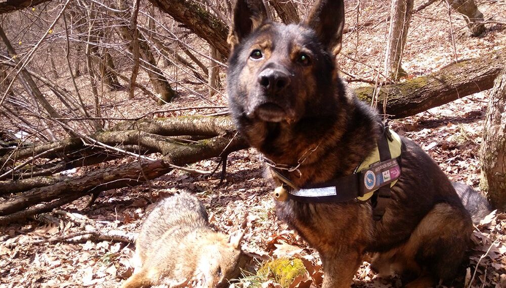 Поредни жертви на отрови в дивата природа на България, сега край Котел