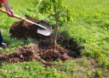 3277 дка нови гори залесени през 2021 г. в обхвата на СЦДП