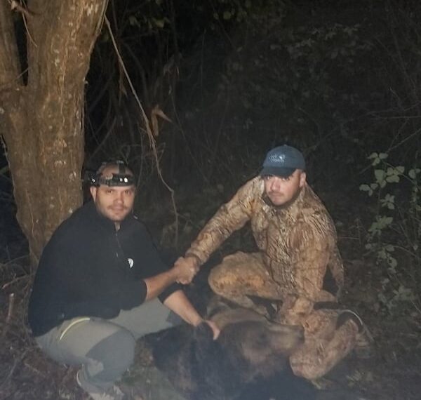 Застреляха мечока Живко, който обикаляше в покрайнините на Габрово