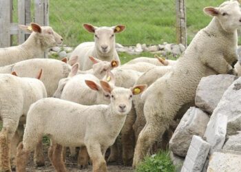 Д-р Пламен Пенев от Севлиево, овцевъд: “Няма спекула при нас, фуражите поскъпнаха 3-4 пъти, а агнешкото – с 30 %”