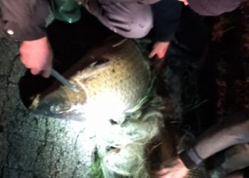 Габровски инспектори спасиха 28-килограмов шаран, пълен с хайвер