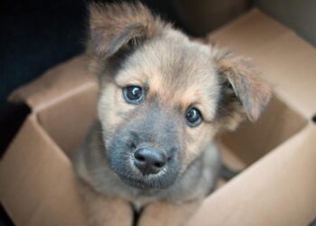 Не можете да се грижите за Вашия любимец, обадете се на тел. 0886 74 33 55 в Общински приют за безстопанствени животни