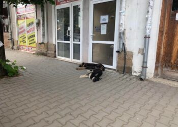 Видях с очите си как от бял микробус бяха натирени кучета в района на бившата консервна фабрика!