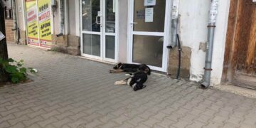 Видях с очите си как от бял микробус бяха натирени кучета в района на бившата консервна фабрика!